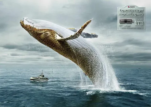 Whale Leopard