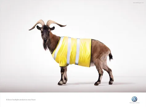  Mountain Goat