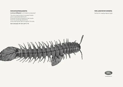 Luminous Millipede