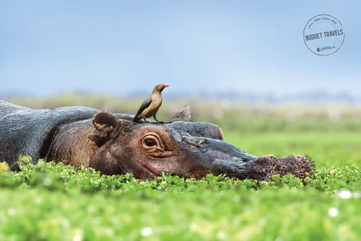 Hippo