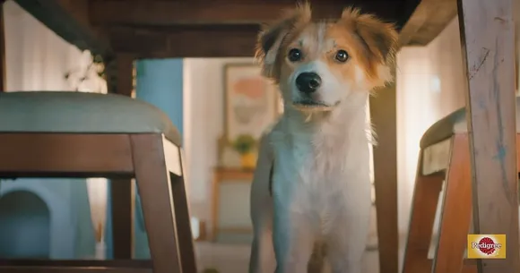 Pet food brand Pedigree shows Indie dogs some love in new campaign