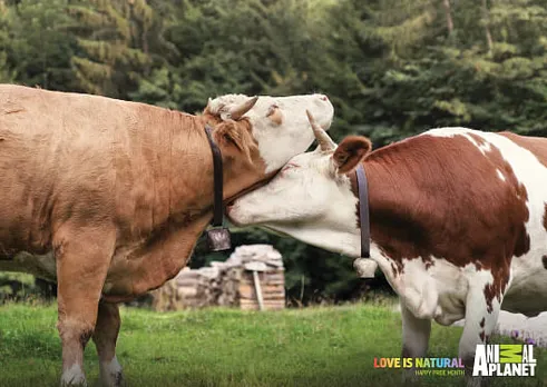 Love is natural - Cows