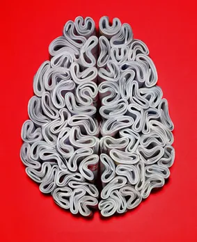 Brain