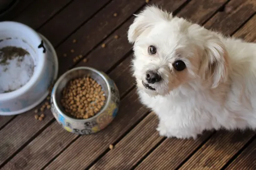 This is how COVID has boosted India's pet food market