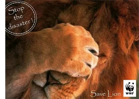 Save Lion