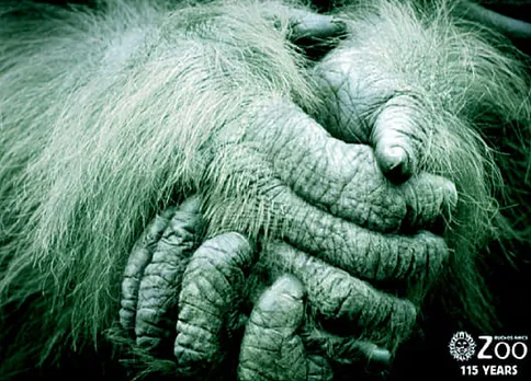 Hands