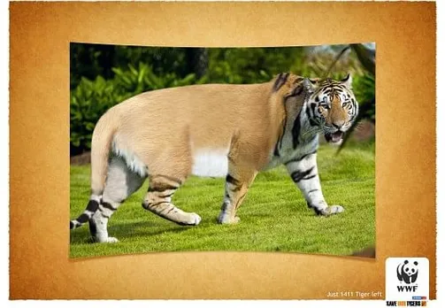 Save the tiger