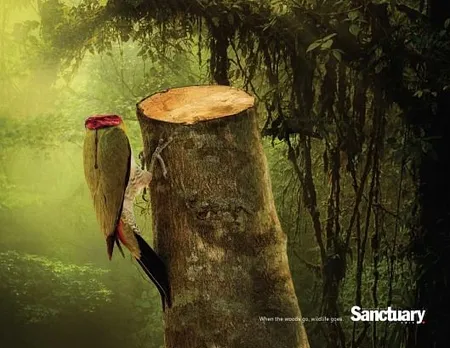 Woodpecker