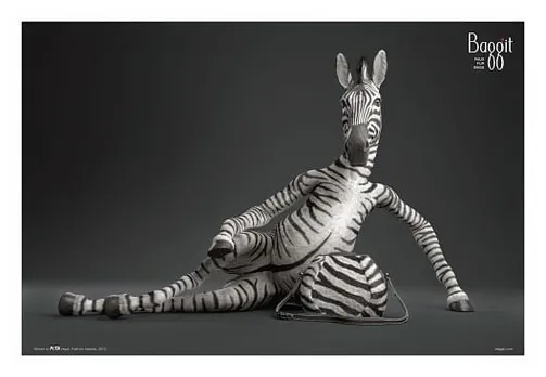 Zebra