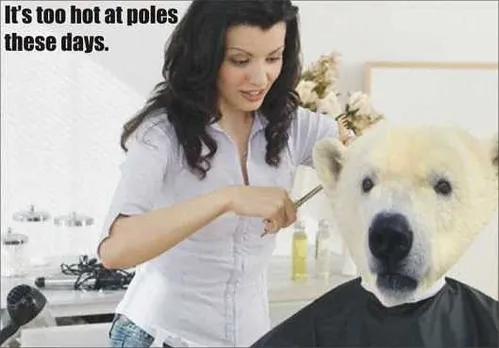 Polar bear