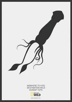 Giant Squid Vs Sperm Whale