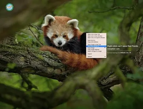 Red Panda