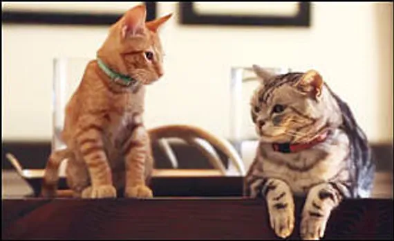 Viral Now: Heard Friskies' Cat talk yet?