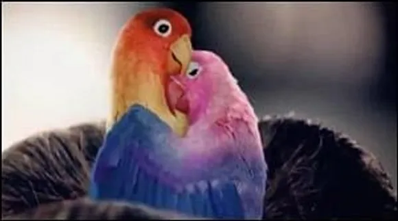 Kit Kat nestles up with lovebirds