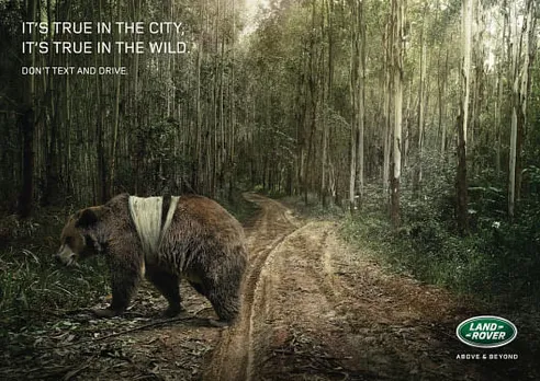 Don't text and drive - Bear