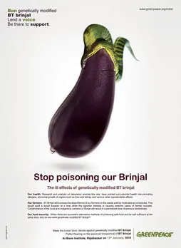 BT Brinjal