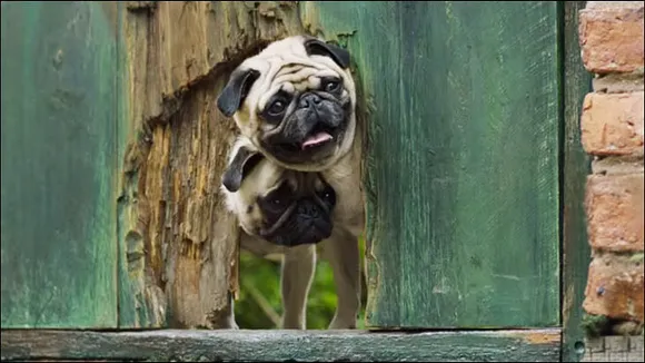 "The most challenging part was to handle 30 Pugs": Prakash Varma on new Vodafone campaign