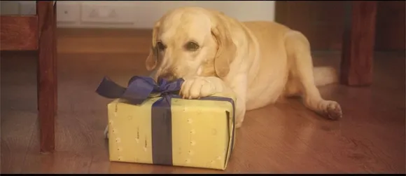 Diwali with Supertails