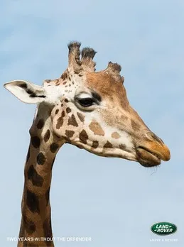 Giraffe