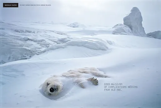 Polar Bear