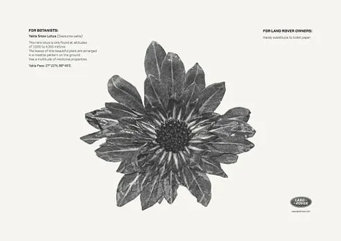 Snow Lotus