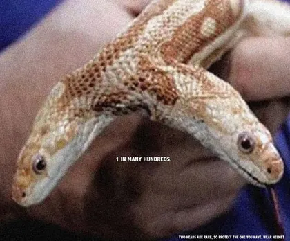 Snake