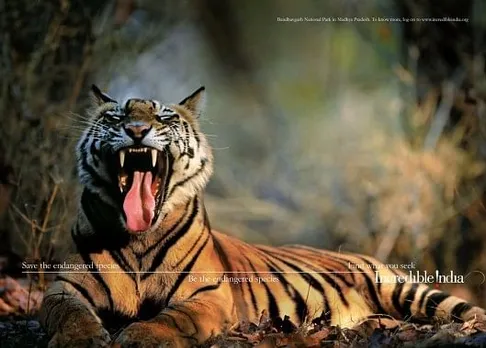 Bandhavgarh National Park, MP