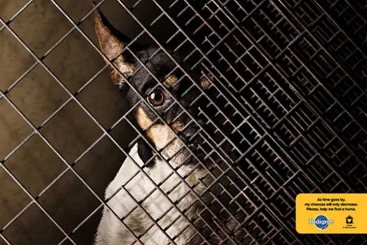 Dog cage