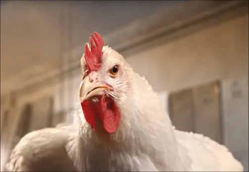 KFC’s dancing chicken most-complained-about ad in the UK