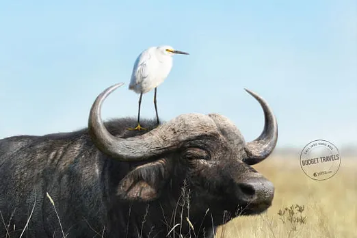 Water buffalo