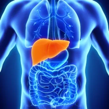 liver
