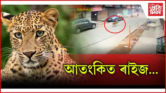 leopard in nagaon