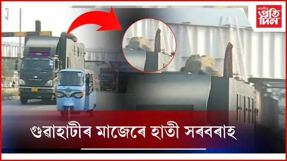 গুৱাহাটীৰ মাজেৰে হাতী সৰবৰাহ