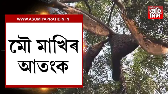 মৌ-মাখিৰ আতংক