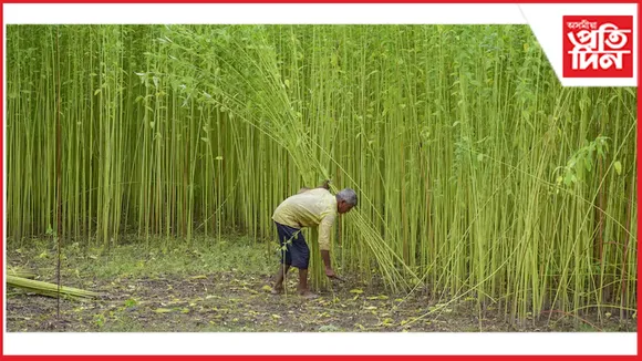 কৃষকলৈ সকাহ ! কেঁচা মৰাপাাটৰ নূন্যতম সমৰ্থন মূল্য ৩১৫ টকা বৃদ্ধি...