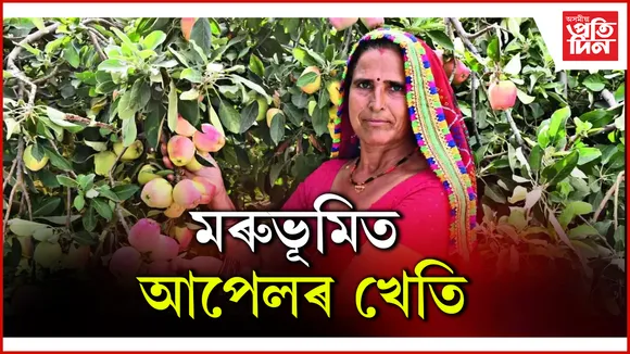 মৰুভূমিত আপেলৰ খেতি