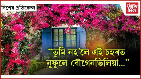 দক্ষিণ আমেৰিকাৰ পৰা অহা 'বৌগেনভিলিয়া'ই অসমত সৃষ্টি কৰিছে উন্মাদনা