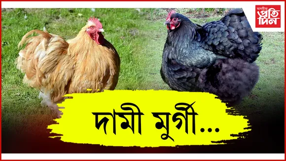 বিশ্বৰ সবাতোকৈ দামী মুৰ্গী