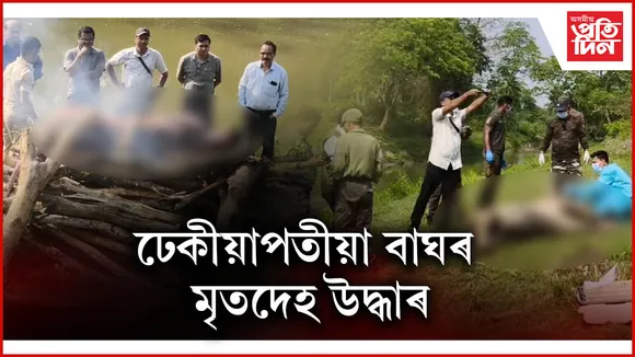 ঢেকীয়াপতীয়া বাঘৰ মৃতদেহ উদ্ধাৰ