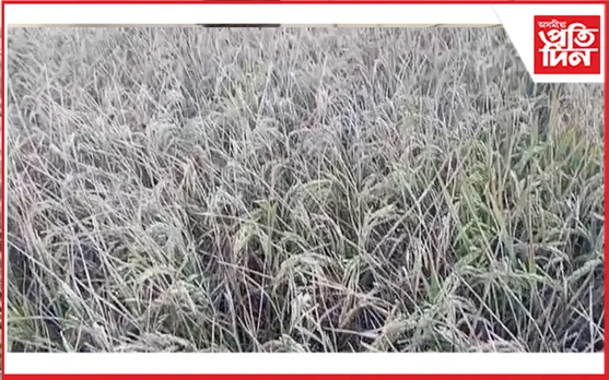 ধাননি পথাৰত নাই ধান, আছে কেৱল পতান