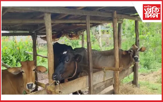 ৰাজ্যত অব্যাহত আছে চোৰাং গৰুৰ চিণ্ডিকেট 