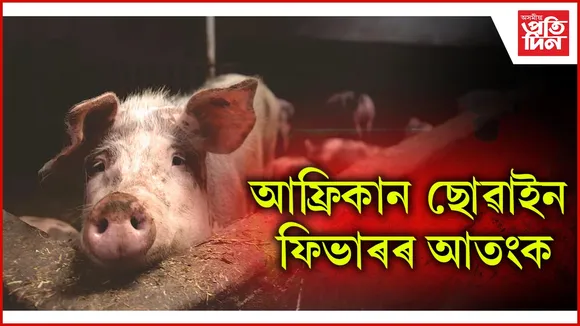 আফ্রিকান ছোৱাইন ফিভাৰৰ আতংক