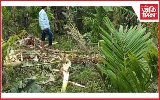 কচুৱাৰ জুৰিৰপাৰত বনৰীয়া হাতীৰ উপদ্ৰৱ