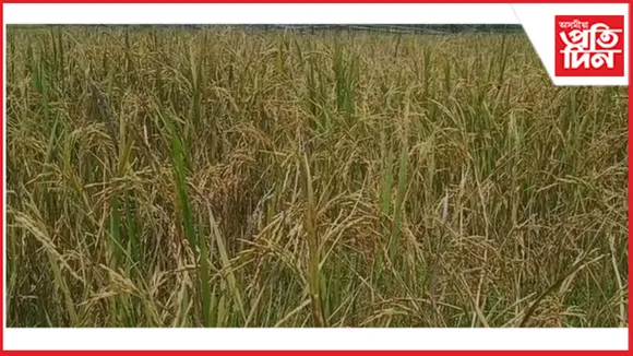 ধানৰ উচিত মূল্যৰ পৰা বঞ্চিত কৃষক    