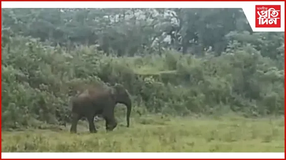 চিলাপথাৰৰ চিলি ভগৱান গাঁৱত বনৰীয়া হাতীৰ মুক্ত বিচৰণ...