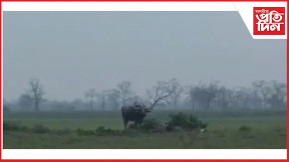 তেজপুৰৰ পিছত জামুগুৰিহাটৰ জনাঞ্চলত বনৰীয়া ম'হৰ মুক্ত বিচৰণ...