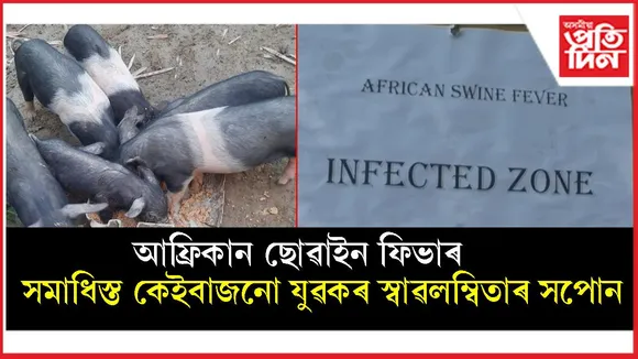মঙলদৈত আফ্ৰিকান ছোৱাইন ফিভাৰঃ ১৩০ টা গাহৰি নিধন পশু চিকিৎসা বিভাগৰ