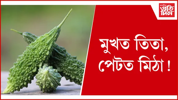 তিতা seo