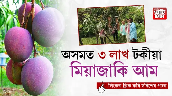 মিয়াজাকি