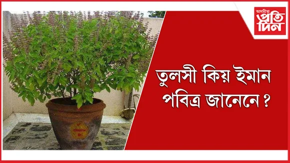 তুলসী seo